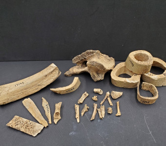 Selection of animal bones from the site including rodents and saw-cut sheep